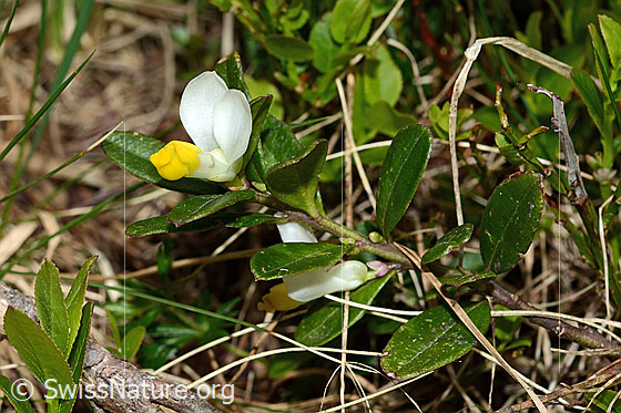 Photo: Polygala Chamaebuxus. Whole plant (habiti).