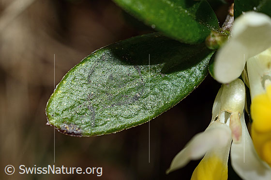 Foto: Buchsblättrige Kreuzblume (Polygala Chamaebuxus). Blattoberseite.