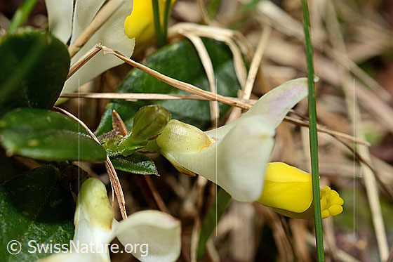 Foto: Buchsblättrige Kreuzblume (Polygala Chamaebuxus). Blüte. Ansicht von der Seite.
