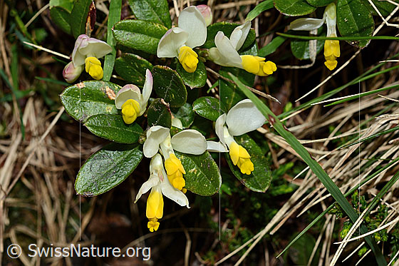 Foto: Buchsblättrige Kreuzblume (Polygala Chamaebuxus). Ganze Pflanze (Habitus).
