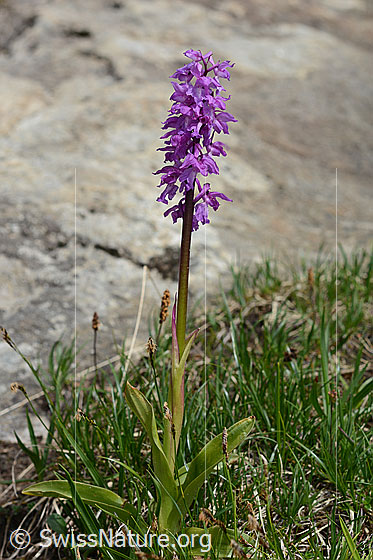 Foto: Männliches Knabenkraut (Orchis mascula). Ganze Pflanze (Habitus).