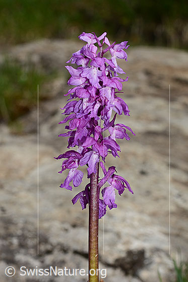 Foto: Männliches Knabenkraut (Orchis mascula). Blütenstand und Stängel.