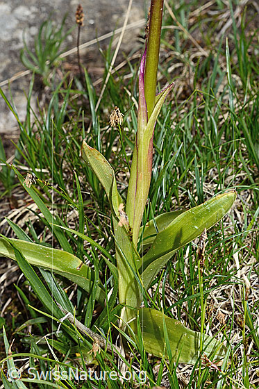 Photo: Orchis mascula. Leaves and stem.