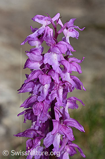 Foto: Männliches Knabenkraut (Orchis mascula). Blütenstand.