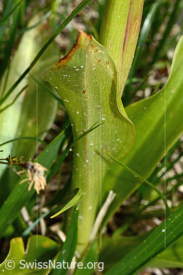 Foto: Männliches Knabenkraut (Orchis mascula). Blattunterseite.