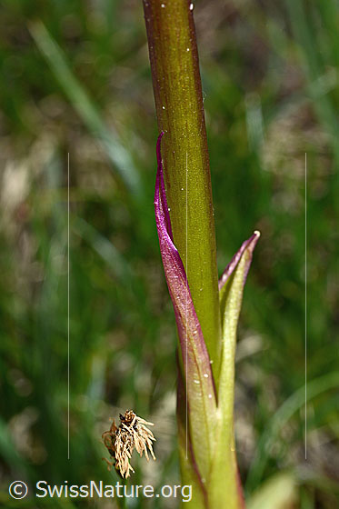 Photo: Orchis mascula. Bracts and stems.