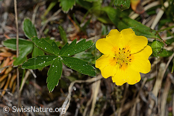 Foto: Gold-Fingerkraut (Potentilla aurea). Blüte und Blätter.