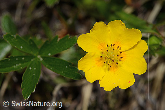 Foto: Gold-Fingerkraut (Potentilla aurea). Blüte.