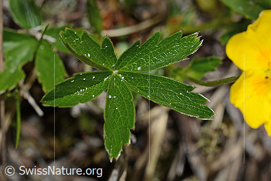 Foto: Gold-Fingerkraut (Potentilla aurea). Blatt.