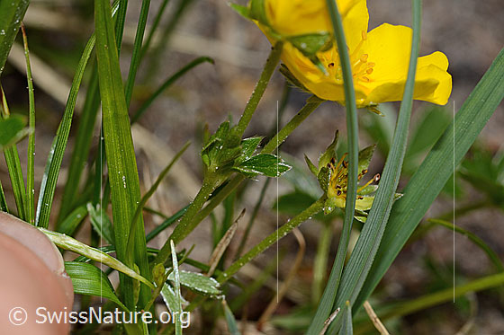 Foto: Gold-Fingerkraut (Potentilla aurea). Stängel und Stängelblatt.
