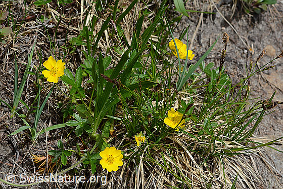 Foto: Gold-Fingerkraut (Potentilla aurea). Ganze Pflanze (Habitus).