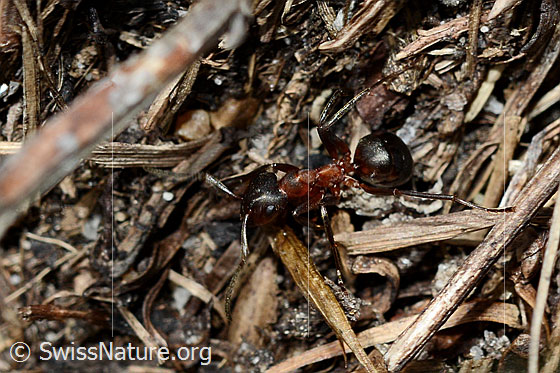 Photo: Probably Formica exsecta. Length 4 - 7.5mm. View from above.