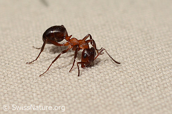 Photo: Probably Formica exsecta. Length 4 - 7.5mm. View diagonally from the front.