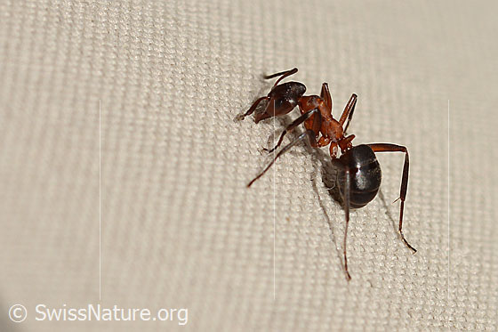Foto: Wahrscheinlich Grosse Kerbameise (Formica exsecta). Länge 4 - 7.5mm. Ansicht von schräg hinten.
