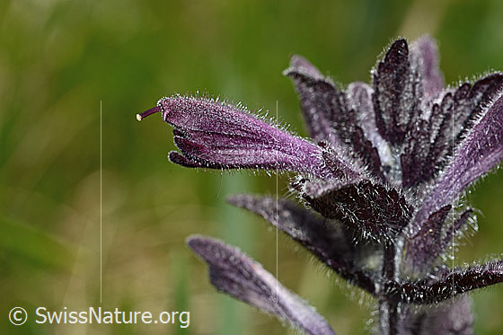 Foto: Alpenhelm (Bartsia alpina).  Blüte. Ansicht von der Seite.