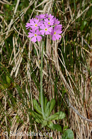 Photo: Primula farinosa. Whole plant (habiti).