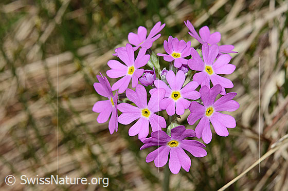 Photo: Primula farinosa. Blossoms.
