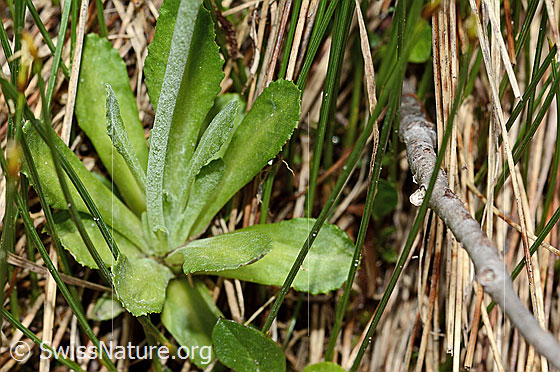 Photo: Primula farinosa. Leaves and stem.