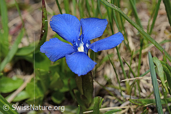Photo: Gentiana verna. Blossom. View from diagonally above.