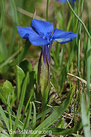 Foto: Frühlings-Enzian (Gentiana verna). Ganze Pflanze (Habitus). Ansicht von der Seite.