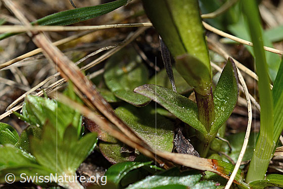 Photo: Gentiana verna. Stem and leaves.
