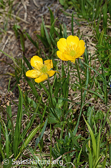 Photo: Ranunculus montanus. Whole plant (habiti).