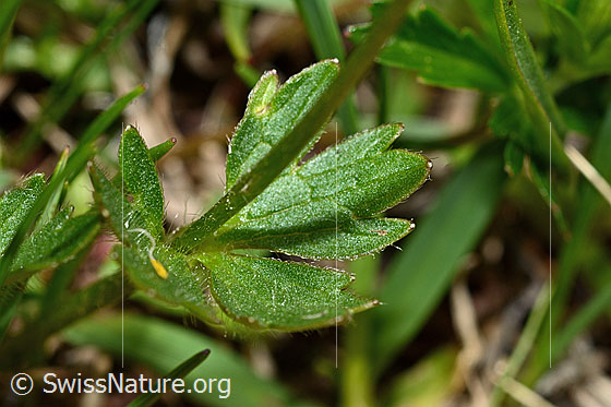 Photo: Ranunculus montanus. Leaf top and stem.