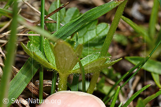 Photo: Ranunculus montanus. Leaf underside and stem.