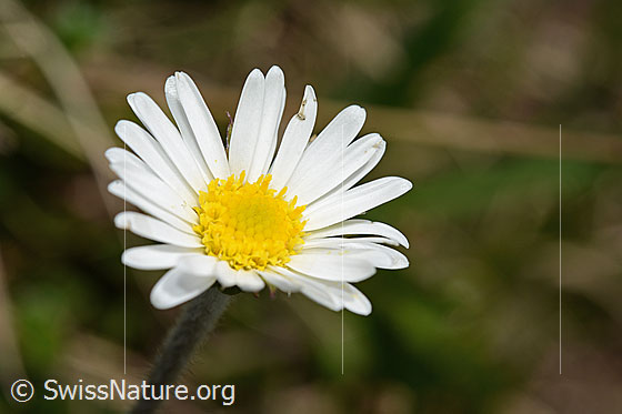 Foto: Alpenmasslieb (Aster bellidiastrum). Blüte.