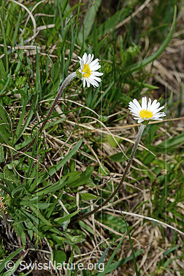 Foto: Alpenmasslieb (Aster bellidiastrum). Ganze Pflanze (Habitus). Ansicht von schräg oben.
