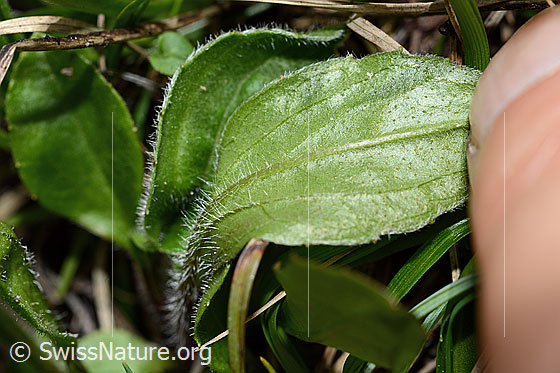 Foto: Alpenmasslieb (Aster bellidiastrum). Blattunterseite.