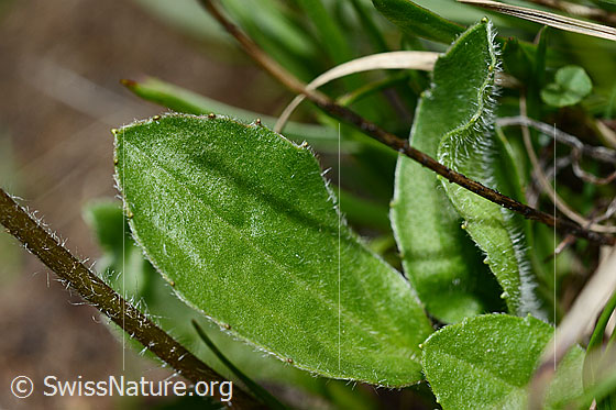 Foto: Alpenmasslieb (Aster bellidiastrum)
