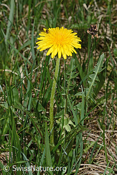 Foto: Gewöhnlicher Löwenzahn (Taraxacum officinale). Ganze Pflanze (Habitus).