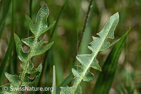 Photo: Taraxacum officinale. Leaves. Leaf top.