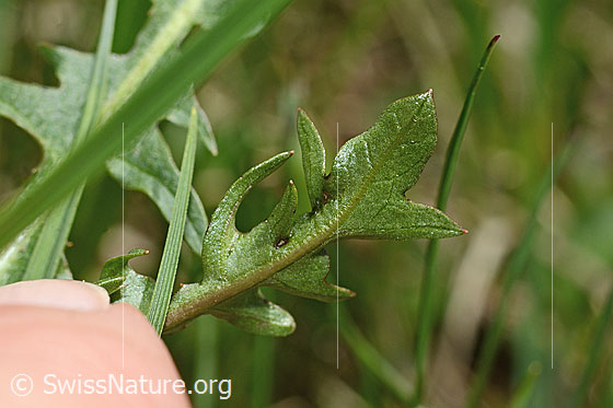 Photo: Taraxacum officinale. Leaf underside.