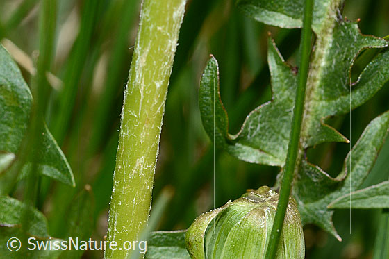 Photo: Taraxacum officinale. Stem.