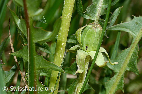 Photo: Taraxacum officinale. Stem and still closed flower.