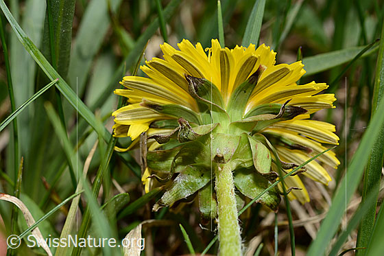 Photo: Taraxacum officinale. Blossom and sepals.