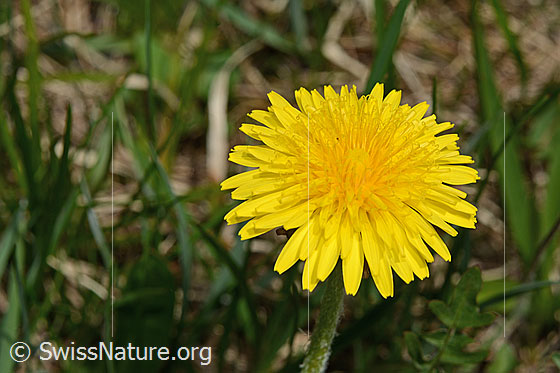 Foto: Gewöhnlicher Löwenzahn (Taraxacum officinale). Blüte.
