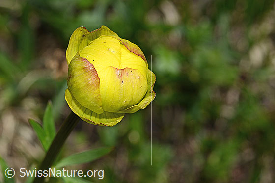 Foto: Trollblume (Trollius europaeus). Wird auch Ankebälli oder europäische Trollblume genannt. Blüte. Ansicht von oben.