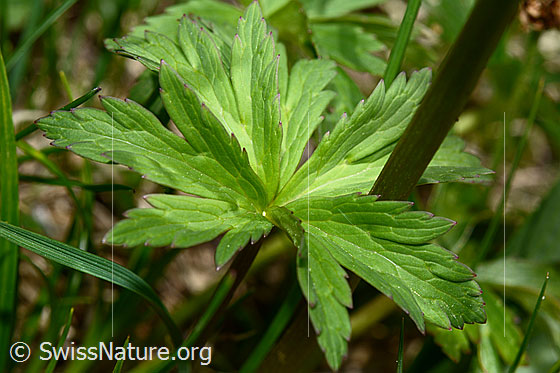 Photo: Trollius europaeus. Leaves.