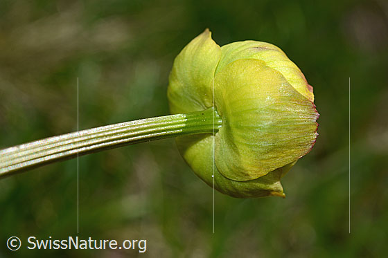 Photo: Trollius europaeus. Stem and blossom. View from below.