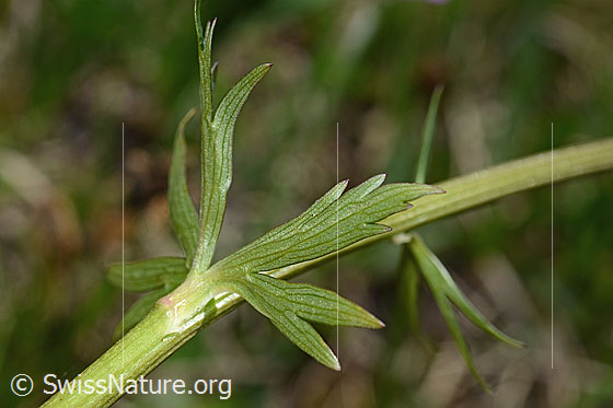 Photo: Trollius europaeus. Stem and Stem leaf.