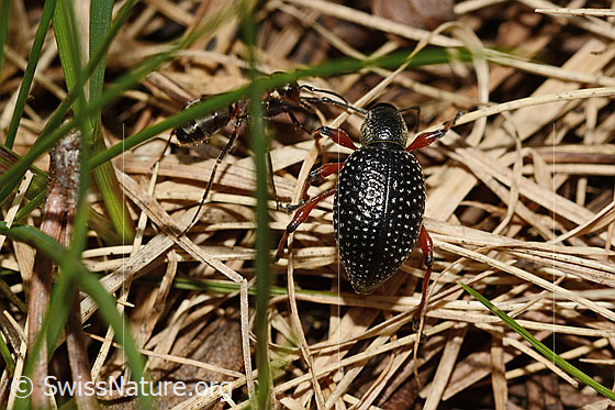 Foto: Schwarzer Rüsselkäfer (Otiorhynchus coecus). Länge 12mm. Ansicht von hinten.