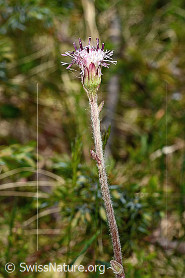 Foto: Alpenlattich (Homogyne alpina). Blüte und Stängel.