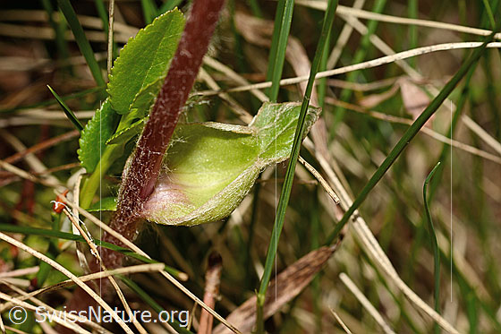 Foto: Alpenlattich (Homogyne alpina). Stängel und Stängelblatt.