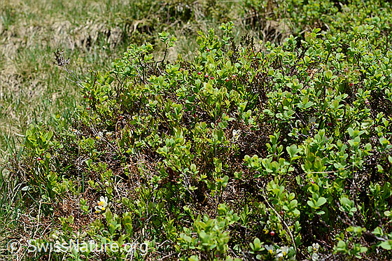Foto: Heidelbeere (Vaccinium myrtillus). Ganze Pflanze (Habitus).