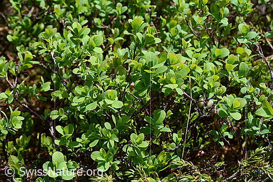 Foto: Heidelbeere (Vaccinium myrtillus). Blätter und Ästchen.