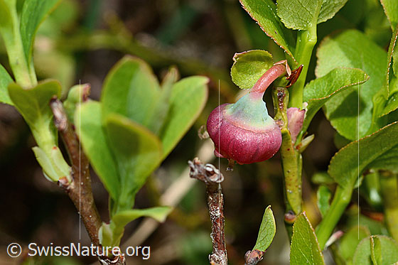Foto: Heidelbeere (Vaccinium myrtillus). Blüte, Blätter und Ästchen.