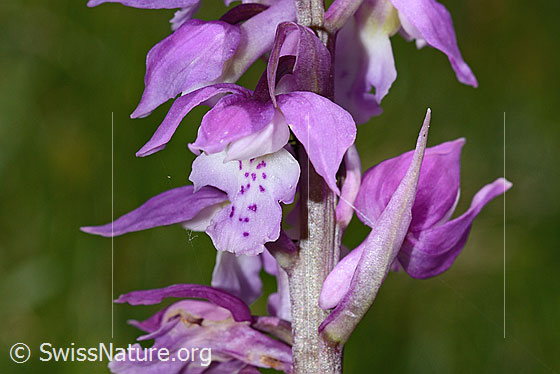 Foto: Männliches Knabenkraut (Orchis mascula). Blüten.